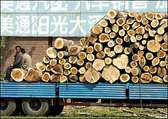 Workers wait for another load of logs to be placed on a truck, near a logging site in the suburbs of Beijing. China's State Forestry Administration accused the Singapore-based Asia Pulp and Paper Co. of illegal logging in the southwestern province of Yunnan.(AFP/File