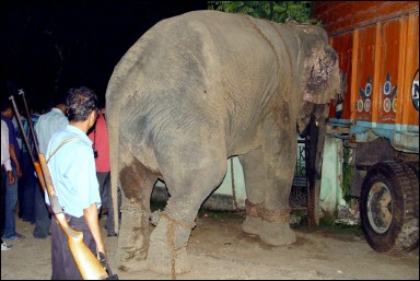 Armed Indian official looks at the elephant, who was captured after killing four people in the north-eastern city of Guwahati.(AFP) 