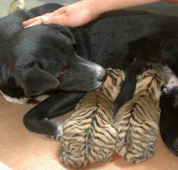 A dog feeds two tiger cubs in a zoo in Hefei, East China's Anhui Province on May 2, 2005. The tiger mother, who gave birth to the two cubs on May 1 is unable to produce enough milk and the zoo keepers found a dog to act as the wet nurse. [newsphoto]