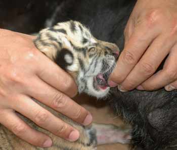 A dog feeds two tiger cubs in a zoo in Hefei, East China's Anhui Province on May 2, 2005. The tiger mother, who gave birth to the two cubs on May 1 is unable to produce enough milk and the zoo keepers found a dog to act as the wet nurse. [newsphoto]