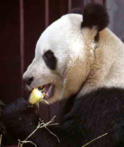 Mainland presents giant pandas to Taiwan 