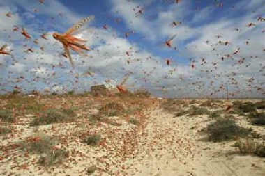 A swarm of locusts has descended on a town in southeastern Niger, sparking fears that the West African nation, where millions of people face food shortages, could endure another invasion of the crop-munching insects. State radio said on May 8 2005 the locusts were eating plants and leaves in Diffa, near the border with Nigeria. The insects also caused power cuts by weighing down electricity cables.In this file photo a swarm of pink locusts flies on a beach near Corralejo, on the Spanish Canary Island of Fuerteventura, November 29, 2004. (Reuters) 
