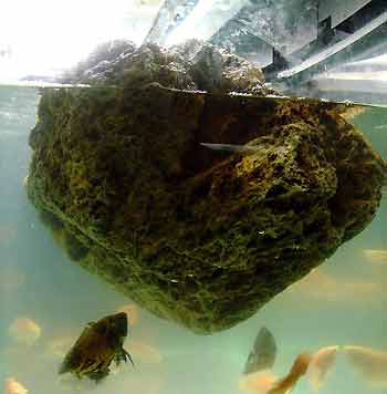 A rock, weighing as many as 10 kilograms, floats on the water in a container in this