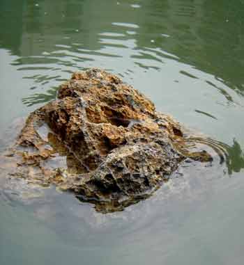A rock, weighing as many as 10 kilograms, floats on the water in a container in this