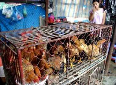 A Vietnamese woman looks for a chicken at a market in Hanoi May 17, 2005. A 58-year-old Vietnamese man has been infected with the H5N1 bird flu virus, state media reported on Tuesday, the country's second human case in a month. The man, from the northern province of Thanh Hoa, was hospitalised in Hanoi last Friday and tests confirmed he has the virus which has killed 52 people in Asia since 2003, the Vietnam News quoted a doctor as saying. REUTERS