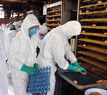 Officials wearing protection suits pick up eggs while preparing to disinfect a poultry farm in Mitsukaido, northeast of Tokyo, June 27, 2005. A weak strain of the H5N2-type avian influenza virus has been detected in chickens at the farm where about 800 of its 25,000 chickens died between April and June, the Ministry of Agriculture, Forestry and Fisheries said on Sunday. [Reuters]