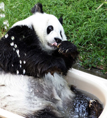 A giant panda takes a bath to stave off the heat in a zoo in Fuzhou, East China's Fujian Province July 3, 2005. The hot weather in the city will run through until July 10. [newsphoto]