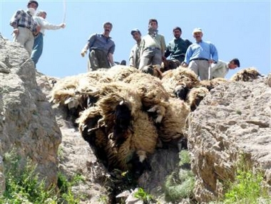 Turkish shepherds look at dead sheep in the town of Gevas, near the city of Van, eastern Turkey, Thursday, July 7, 2005.