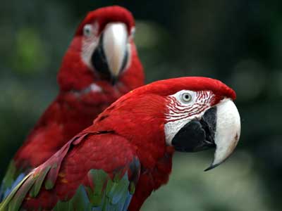 zoo
