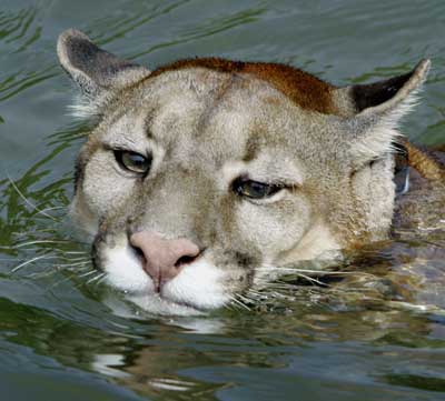 zoo