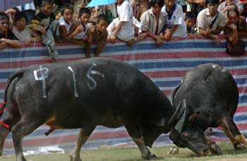  People watche the two fighting bull in a bullfight competition held in Majiang County