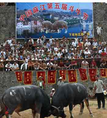 The spectacle is hot in a bullfight competition held in Majiang County