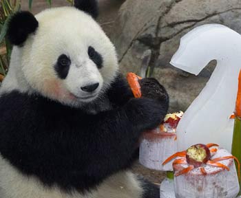 The San Diego Zoo's giant panda cub, Mei Sheng, holds onto a piece of his birthday cake in San Diego August 19, 2005. The cake was designed by zoo staff specifically with the juvenile panda in mind, with his favorite treats like apples, carrots and bamboo. The zoo has the largest population of pandas outside of mainland China, including Mei Sheng, his father Gao Gao, mother Bai Yun, and his two-week-old sibling. [Reuters]