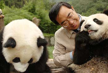 Pandas play with their "farther" Zhang Hemin in Wolong Natural Reserve. [Xinhua]
