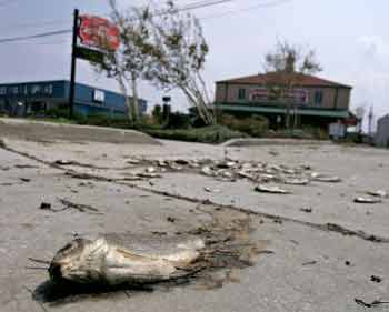 A dead fish lies on a street outside a restaurant in Metairie, a suburb of New Orleans, September 5, 2005. On Monday, residents were allowed back to their homes for the first time since Hurricane Katrina struck. REUTERS