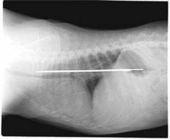 This photo of an X-Ray provided by Imperial Point Animal Hospital in Fort Lauderdale, Fla., Saturday, Sept. 24, 2005, shows a 13-inch serrated knife that somehow was swallowed by 'Elsie' a 6-month-old Saint Bernard puppy. [AP]