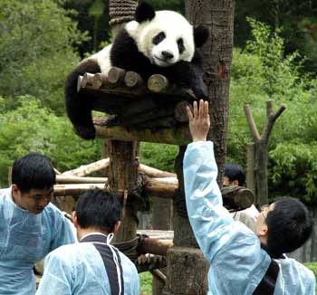 Taiwan authorities should actively respond to the offer of a pair of giant pandas as a gift by the Chinese mainland, a spokesman for the Taiwan Affairs Office of the State Council said yesterday. 
