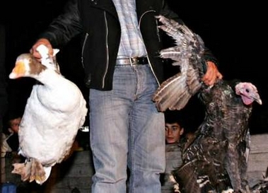 A man holds a turkey and a duck while poultry are prepared for culling in Kiziksa village in Balikesir province, northwestern Turkey, October 10, 2005. Turkey and Romania culled thousands of birds and imposed quarantine zones on Sunday to try to stop the spread of avian flu as scientists worked to discover if the outbreaks could be the deadly H5N1 strain. 