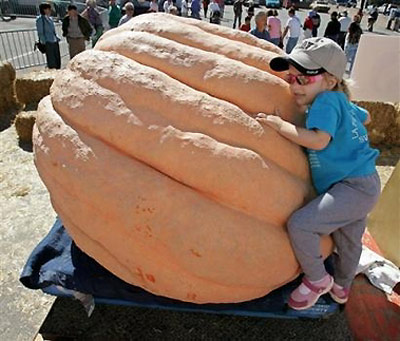 Maddison Harder, 3, climbs on Joel Holland's prize-winning-record, 1,229-pound Atlantic Giant pumpkin at the annual Safeway World Championship Pumpkin Weigh-Off in Half Moon Bay, Calif., Monday, Oct. 10, 2005. [AP]
