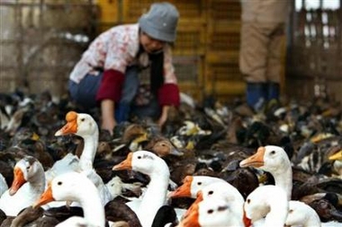 A Chinese woman feeds her ducks and geese at a market in Shanghai, China October 20, 2005.