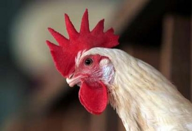 Chicken stands in a chicken farm in the outskirts of Tegucigalpa, Honduras October 23, 2005. The Honduran government will ban imports of products from Asia and Europe in an effort to contain a possible outbreak of bird flu and will strengthen control after new cases were reported in Colombia, officials said on Friday.