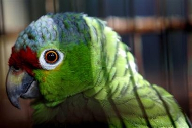 One of the ninety birds that was confiscated from an illegal business during Saturday's operative of Environment and Natural Resources Ministery (MARENA) rests in the National Zoo of Managua, Nicaragua, Monday Oct. 24, 2005. Britain is considering banning live birds since an imported parrot recently died of the Asian bird flu. (AP