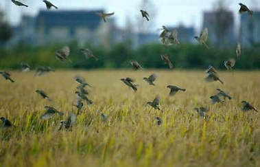 Birds take off in a suburban district in Shanghai November 1, 2005. The United States, China and France announced new efforts to fight a possible pandemic of avian flu, including $500 million to monitor the virus in poultry and practice runs for dealing with a dreaded outbreak. REUTERS/Aly Song 