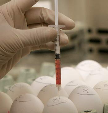 A virologist inoculates a SPF (Specific Pathogen Free) egg with a sample suspected of bird flu during a bird flu detection test at Portugal's Veterinarian Institute in Lisbon November 8, 2005.
