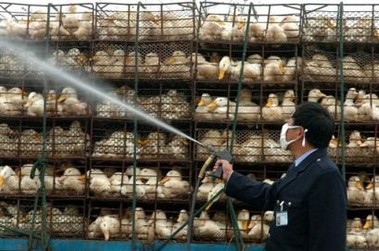 A medical worker disinfects a poultry farm in Xuyi county, east China's Jiangsu Province Friday, Nov. 11, 2005.