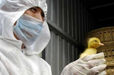 An animal inspector examines a bird coming from other provinces at a port in Haikou, in Hainan province November 10, 2005. 