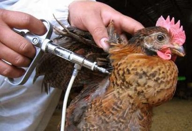 A health worker vaccinates a hen in Feixi county, east China's Anhui province November 16, 2005. 
