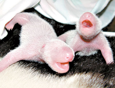 Images Baby Pandas on Pair Of Newborn Pandas At The Wolong Centre In July   China Daily