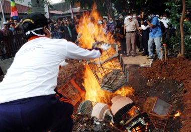 An Indonesian government official throws bird cages into fire during a mass cull in Utankayu of East Jakarta November 25, 2005, where it has been confirmed that a teenage girl died of bird flu earlier this month in Jakarta.