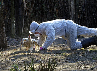 A Romanian health worker tries to capture a domestic bird in Marsilieni, Romania, 130 kilometres east of Bucharest after bird flu related bird deaths occured in the village.