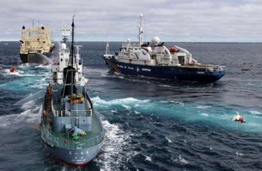 Handout image shows the Greenpeace vessel Esperanza (R) and small inflatable Greenpeace boats trying to hinder the operations of two Japanese whaling vessels in the Southern Ocean December 21, 2005.