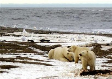 A polar bear sow and two cubs are seen on the Beaufort Sea coast within the 1002 Area of the Arctic National Wildlife Refuge in this undated handout photo provided by the U.S. Fish and Wildlife Service Alaska Image Library on December 21, 2005. 