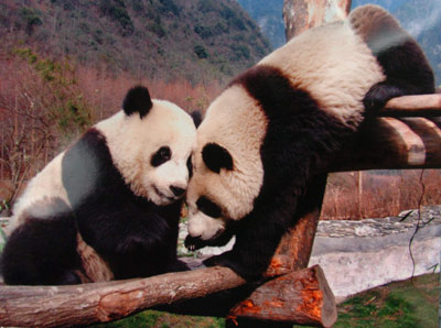 The Chinese mainland unveiled Friday the two giant pandas for Taiwan compatriots as a goodwill gift.