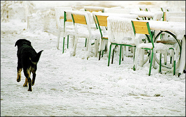A dog passes by seats and tables covered by the snow on the sea-front of Sevastopol, Crimea, as temperatures reached - 20 C in this Black Sea harbour.