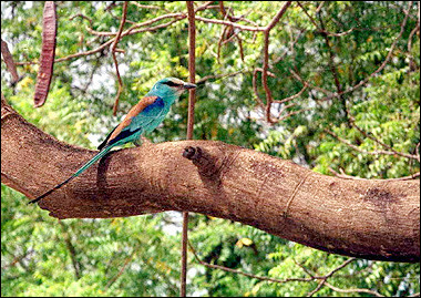 A bird is seen perched on a tree in Nigeria. The deadly H5N1 strain of avian flu has spread to Africa for the first time, Nigeria said, killing thousands of birds and raising fears of a catastrophic expansion of the disease.