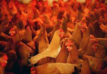 Chickens are seen at a poultry market in Hangzhou, Zhejiang province February 26, 2006. A 9-year-old girl has died from bird flu in eastern China, bringing the country's death toll from the disease to 10, Xinhua news agency said on Wednesday.