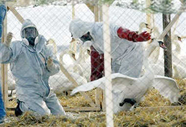 Emergency service workers lock up a swan flock in a special cage on the banks of the Vistula river in Torun, northern Poland, where five dead swans were found since last week, Friday, March 10, 2006. All the swans from the flock will be tested for the H5N1 strain of bird flu, as a lab confirmed that four of the dead swans were infected. (AP Photo) 