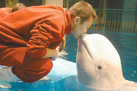 cute beluga whale pictures. Beluga Whale Being Friendly