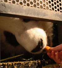 Giant panda Hua Mei born overseas back home