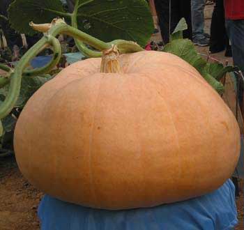 75kg pumpkin showcased in Beidaihe Jifa sightseeing garden