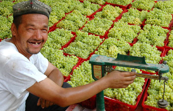 Grapes harvet in Xinjiang