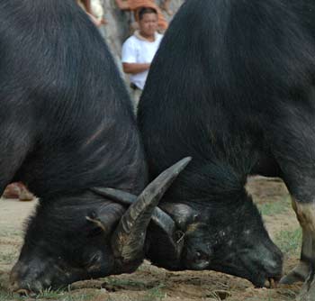 Bullfighting competition held in Southwest China