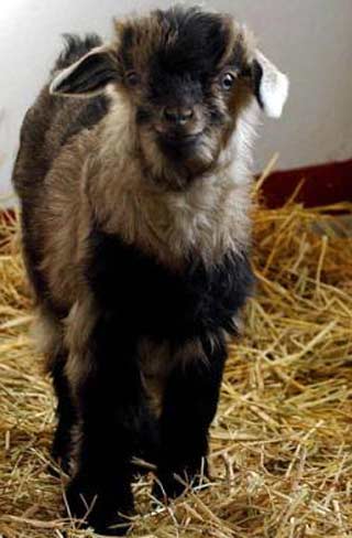 Cloned Asian antelope