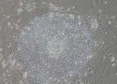 Scientists claim they've cloned human embryos