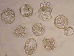 Scientists claim they've cloned human embryos