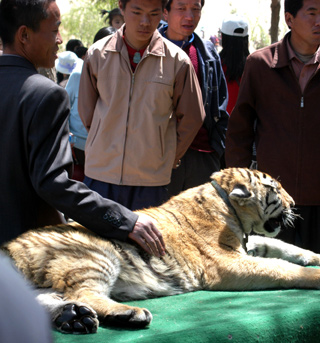 Tiger exhausted during Golden Week